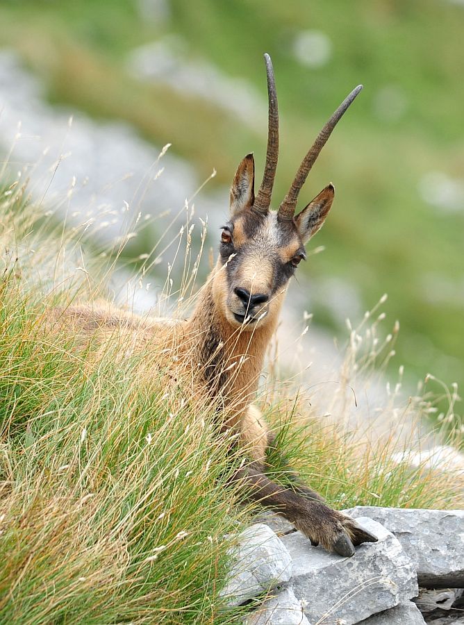 Camoscio appenninico - Rupicapra pyrenaica ornata